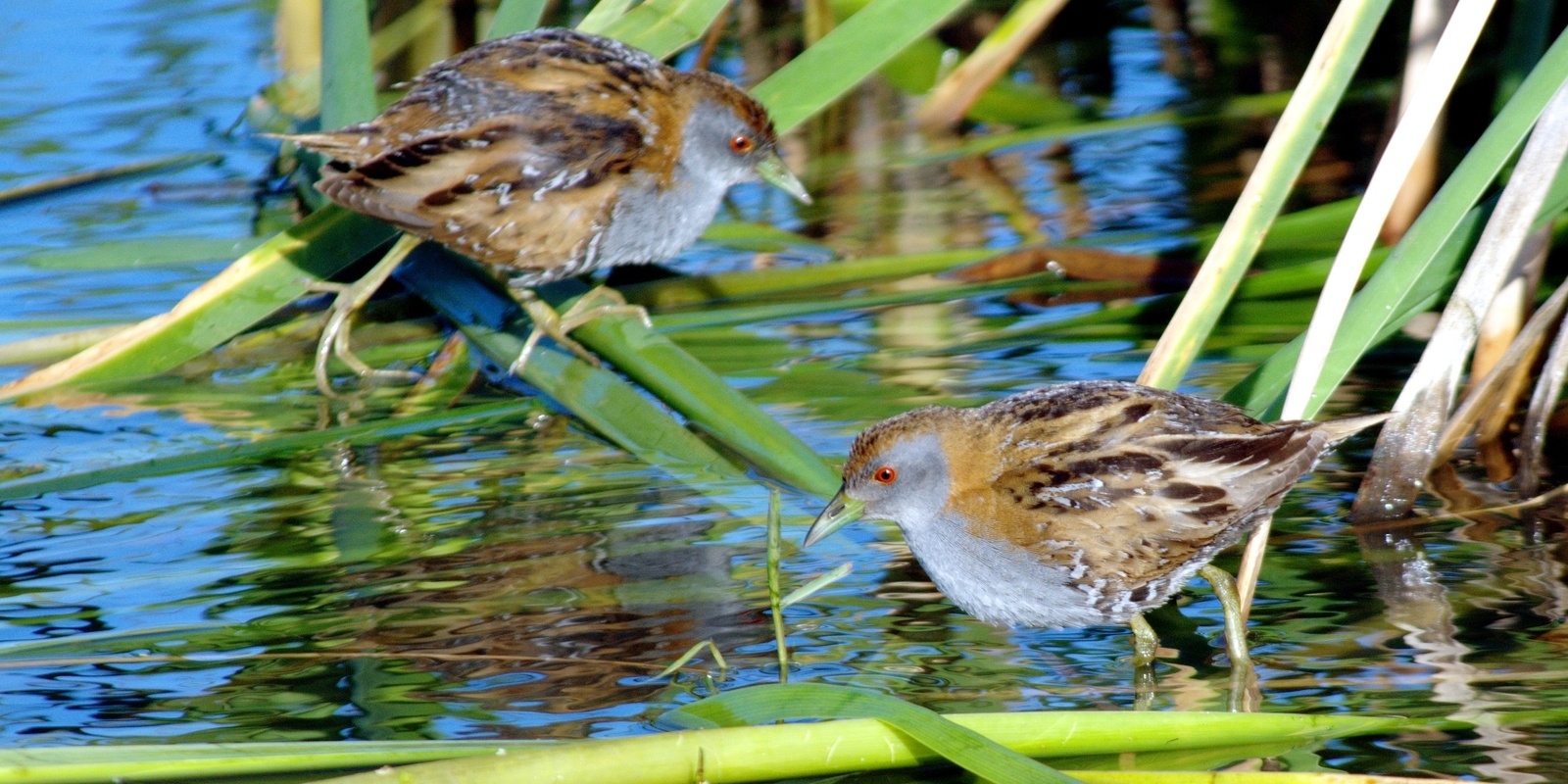 Banner image for Birds of Gardiners Creek / KooyongKoot