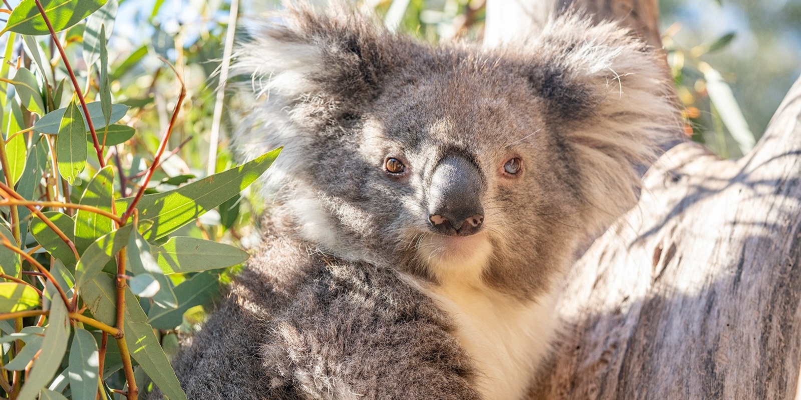 Banner image for Exclusive Kyabram Fauna Park Education Tour