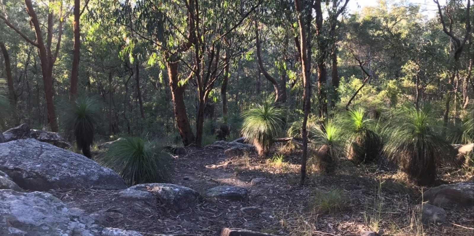 Banner image for Bush Ramble: Toohey Forest, from the Isabella Street Entrance