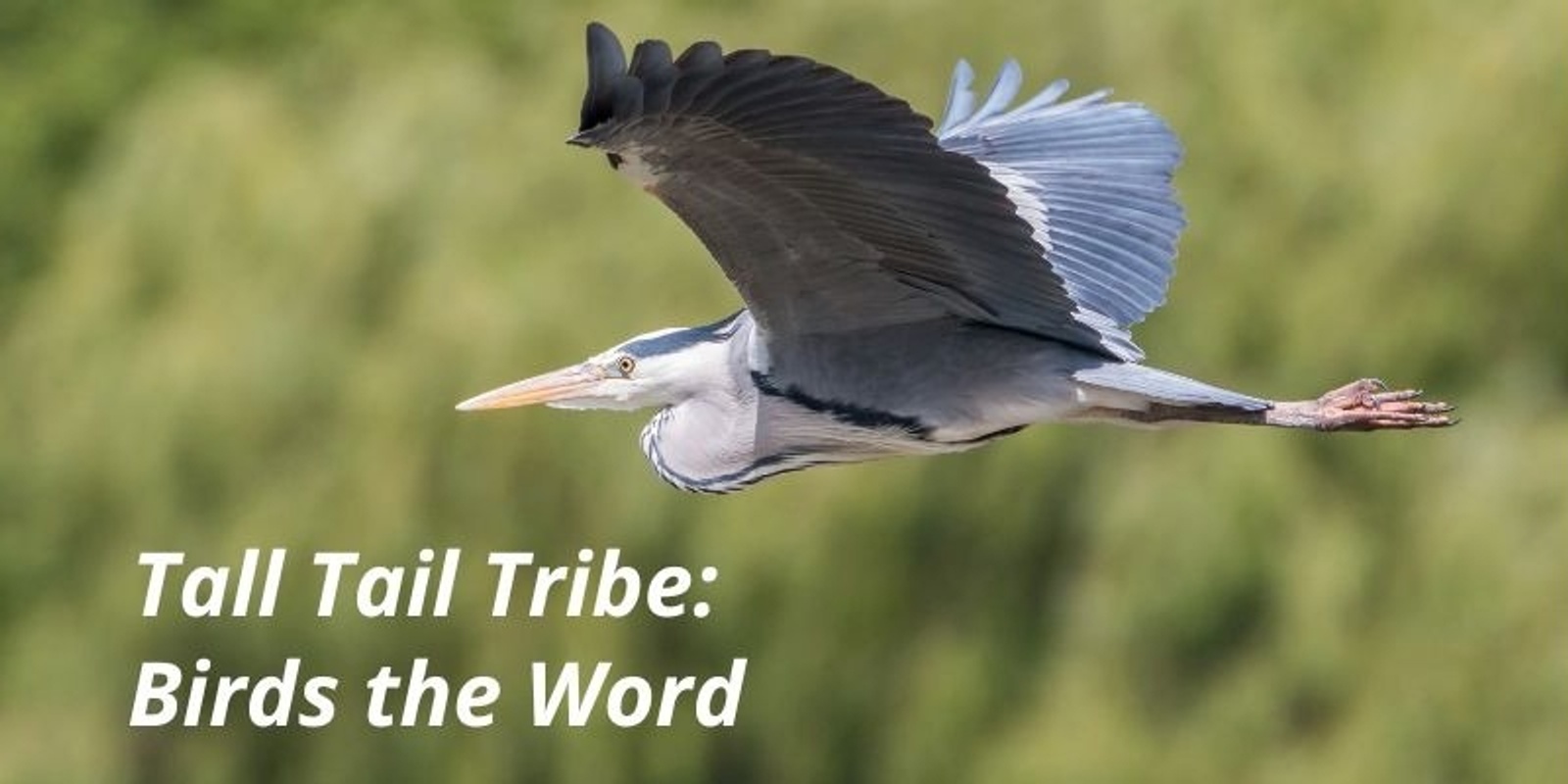 Banner image for  Tall Tail Tribe: Birds the Word