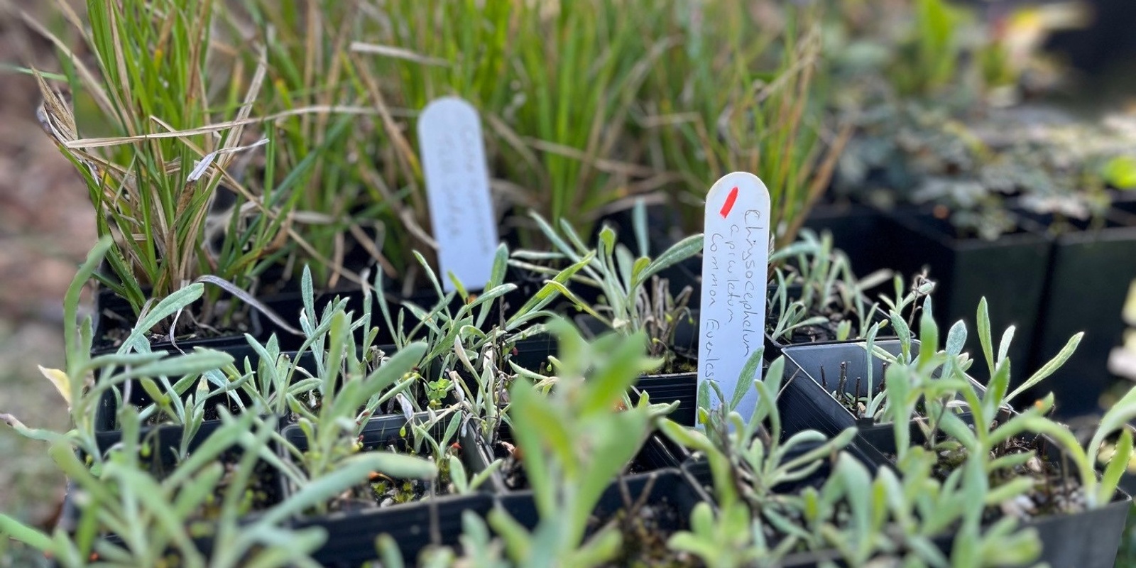 Banner image for Tree Planting Day - Dubbo Campus