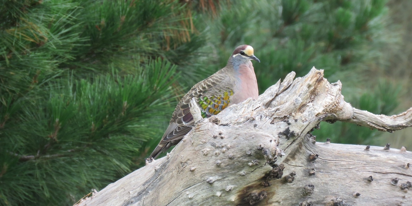 Banner image for Bird Walk at the Truganina Explosives Reserve