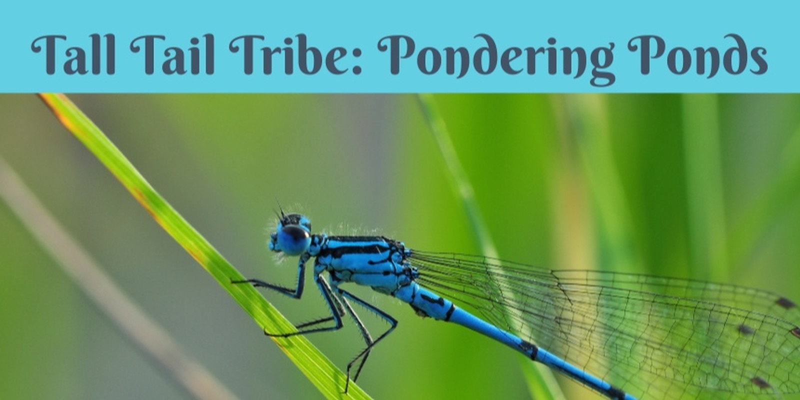 Banner image for Tall Tail Tribe: Pondering Ponds