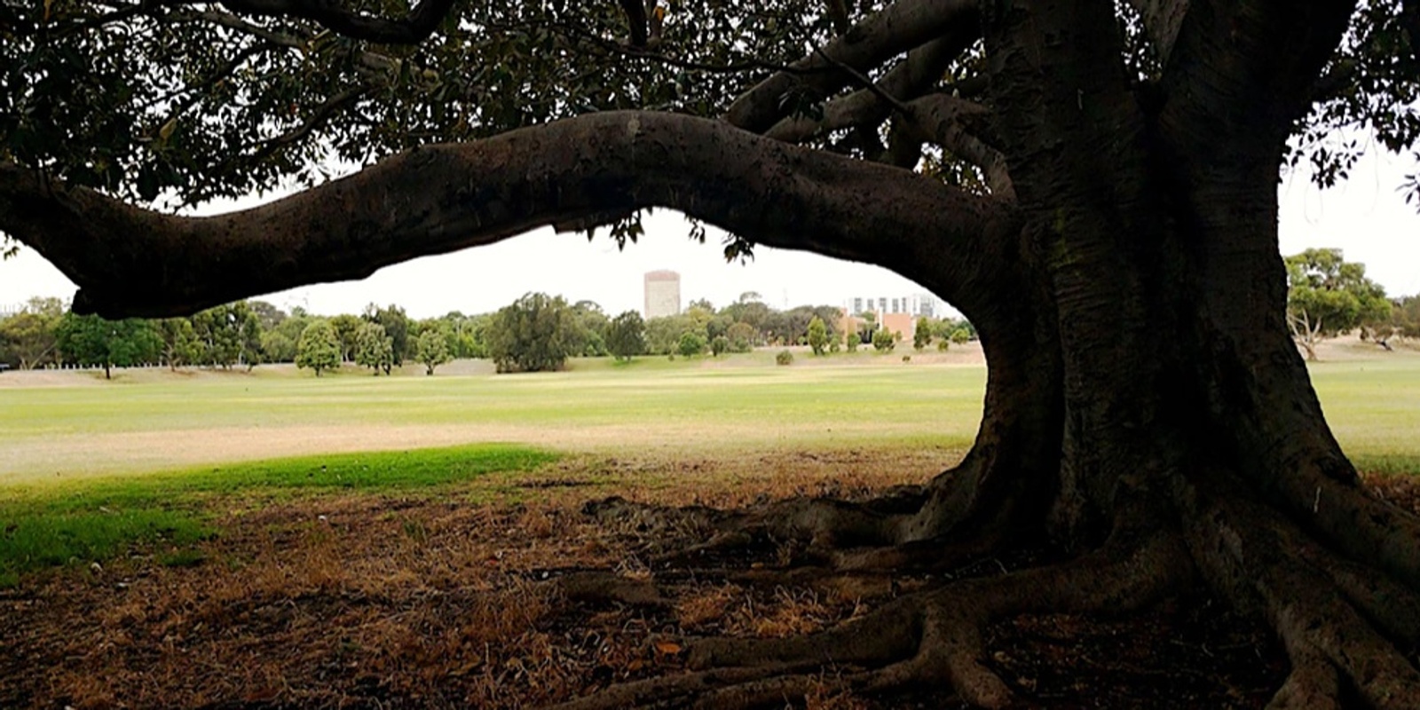 Banner image for 2024 Guided Walk through Ellis Park / Tampawardli (Park 24)