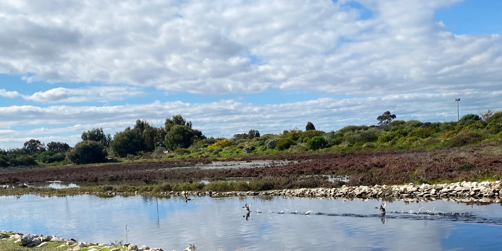 Banner image for Birds of Patawalonga Creek and Wetlands, with our Bird Lover in Residence