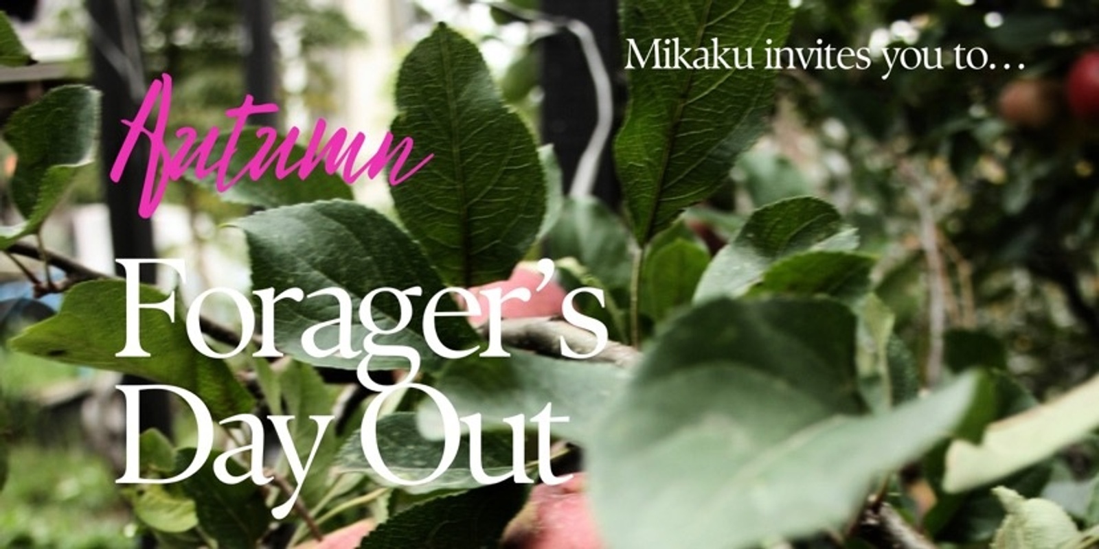 Banner image for Forager’s Day Out