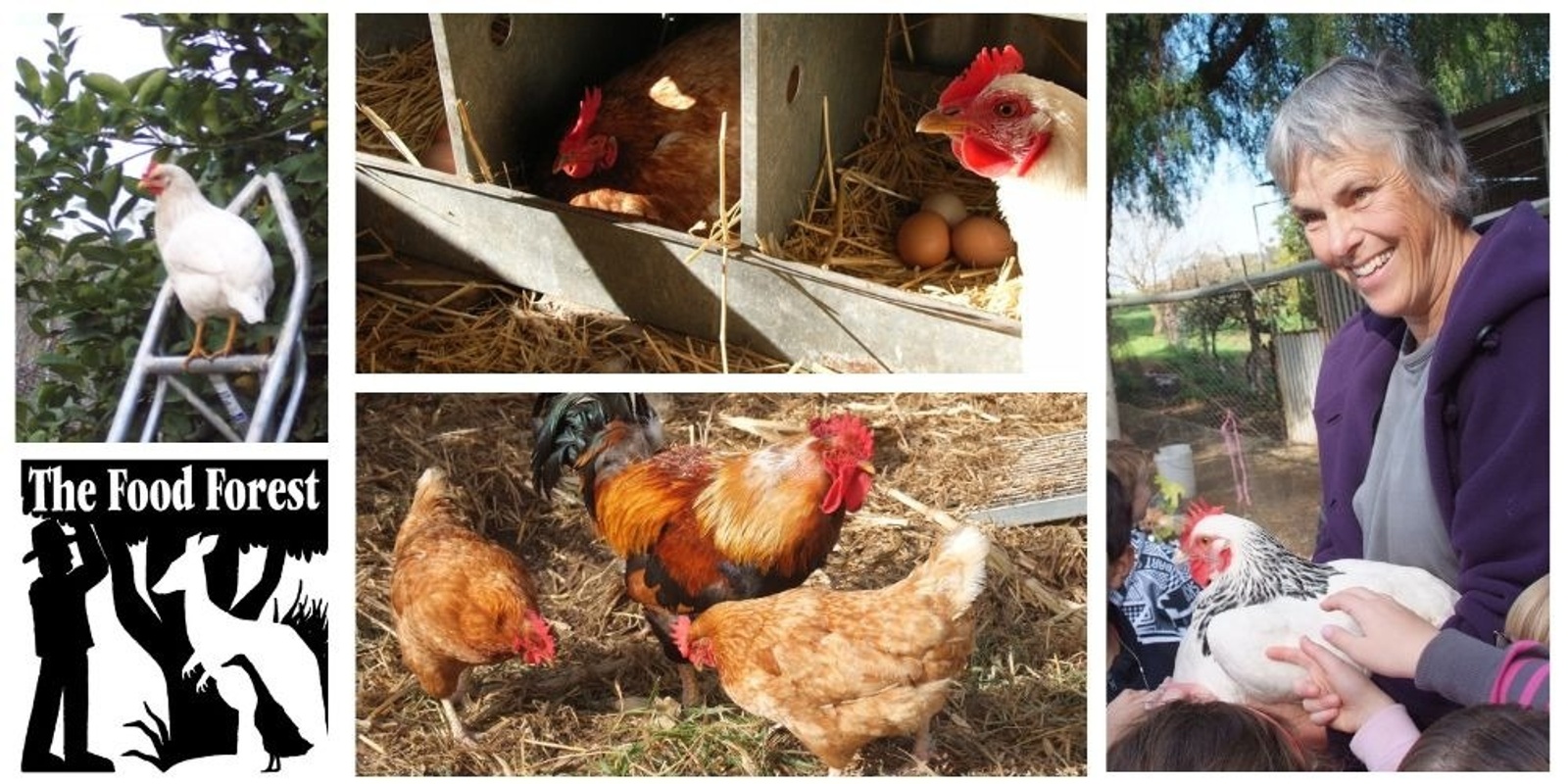 Banner image for Keeping poultry in your backyard.  Half-day workshop Sat 23 Nov