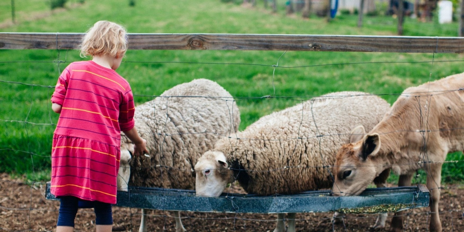 Banner image for Spring Picnic Market Day on the Farm