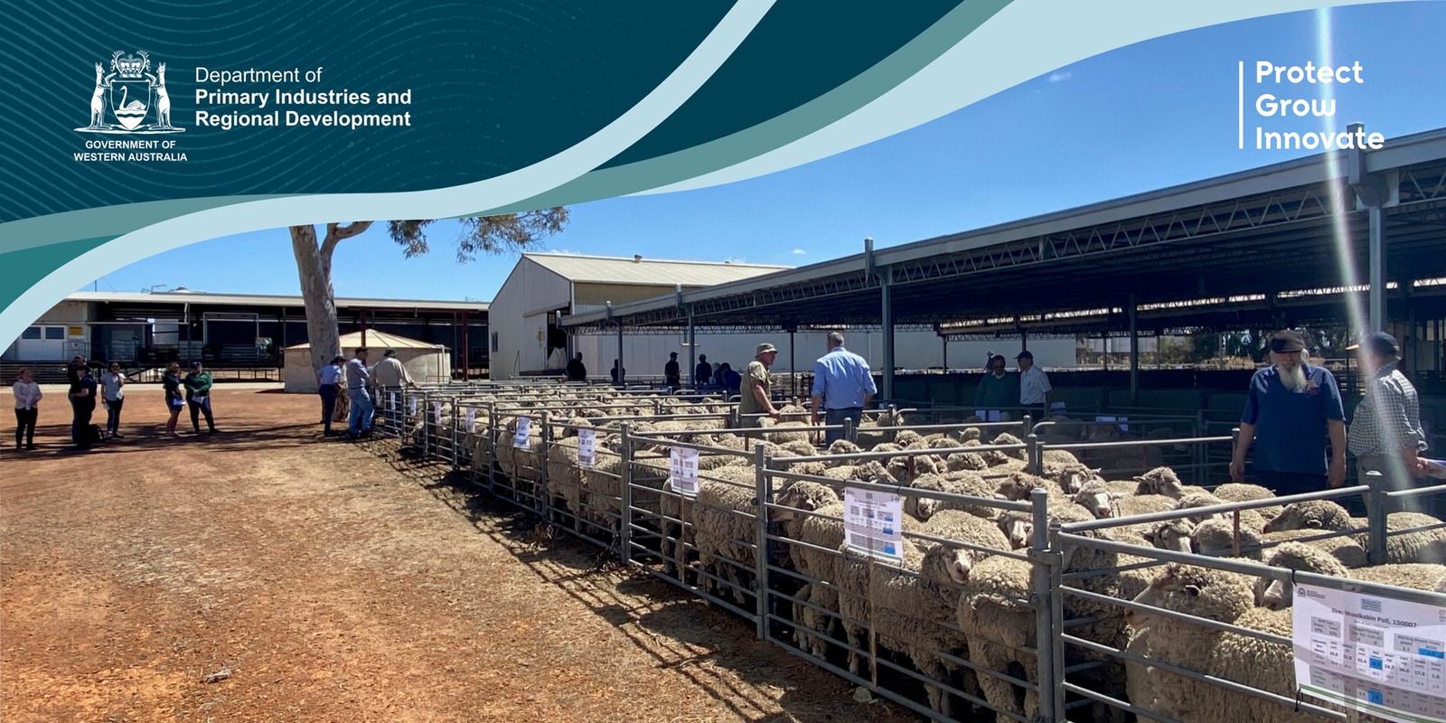 Banner image for Sheep Field Day 2024