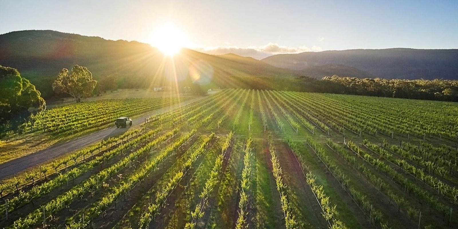 Grampians Wine's banner