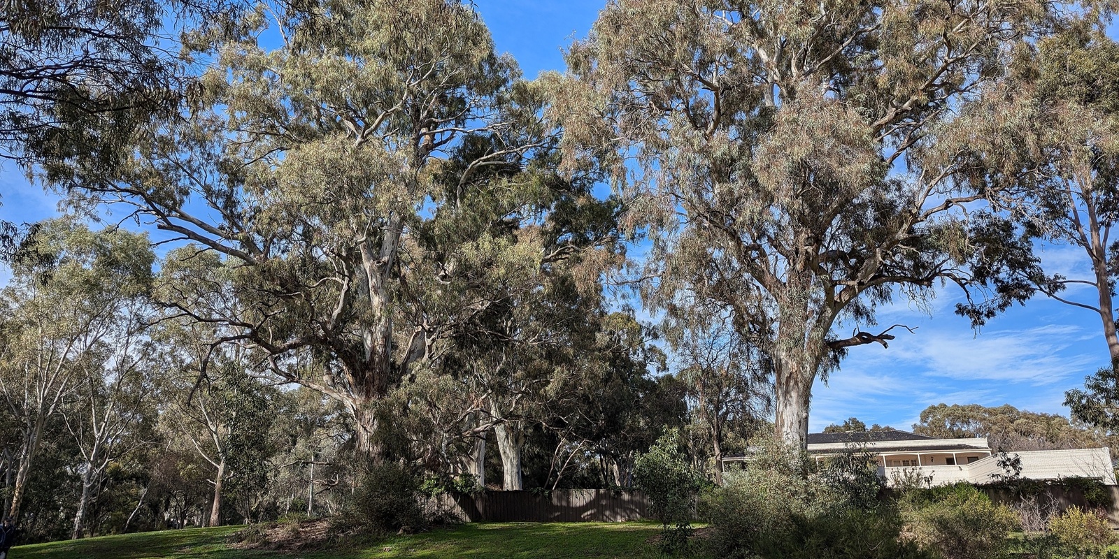 Banner image for Awe and Wonder in The Gums Reserve, Tranmere