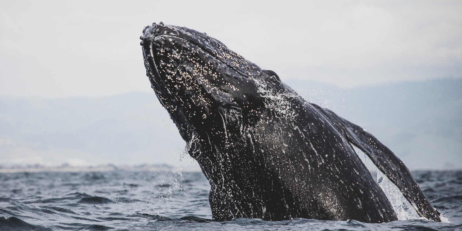 Banner image for Volvo Ocean Lovers Festival - Ocean Lovers Talks - WHAT ARE WHALES TELLING US?