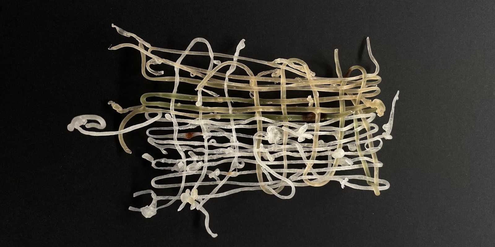 Banner image for Sea-weaving: Experimenting with Algae Yarn Weaving