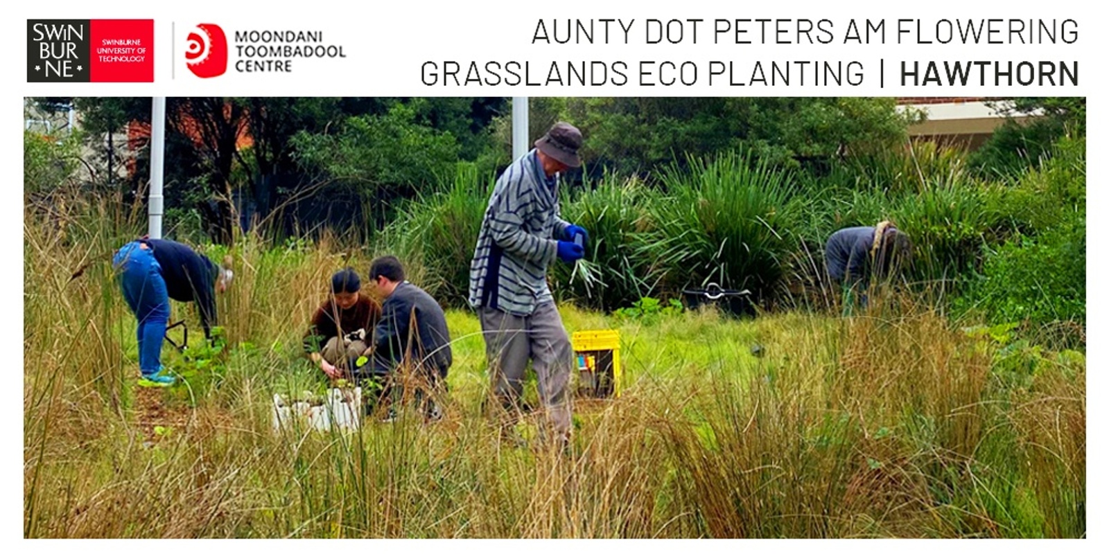 Banner image for Aunty Dot Peters AM Flowering Grasslands Eco Session - Hawthorn