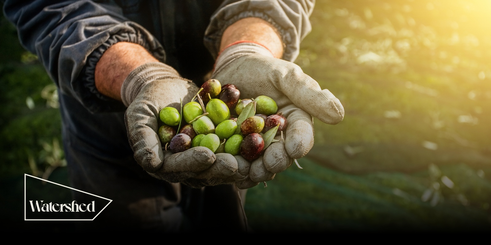 Banner image for Watershed Supper Series – Cradle Coast Olives & Guest Speaker Alana Mann