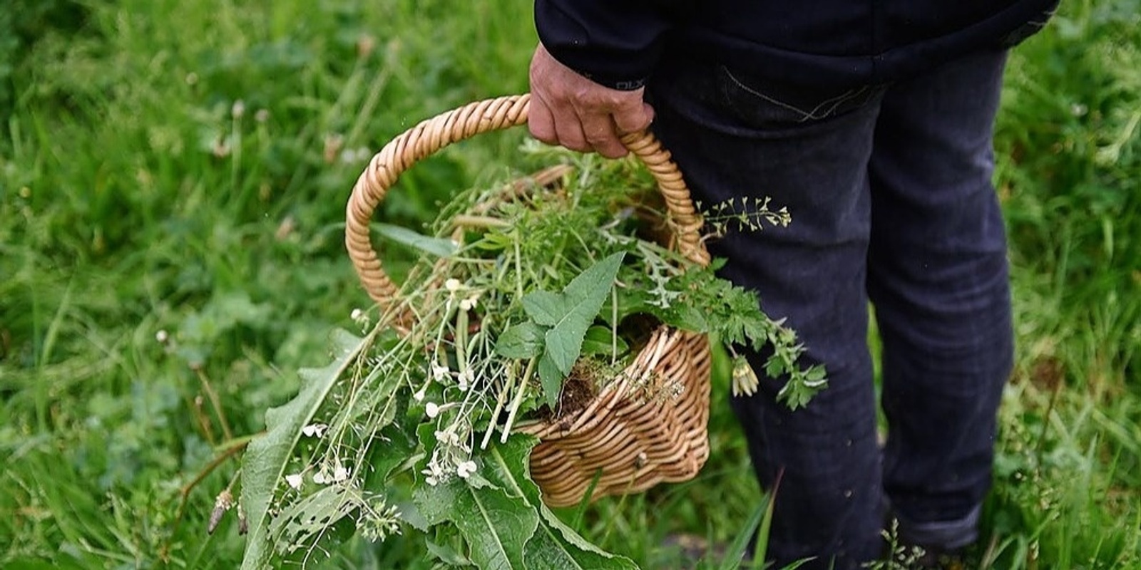 Banner image for Wild Edibles Foraging