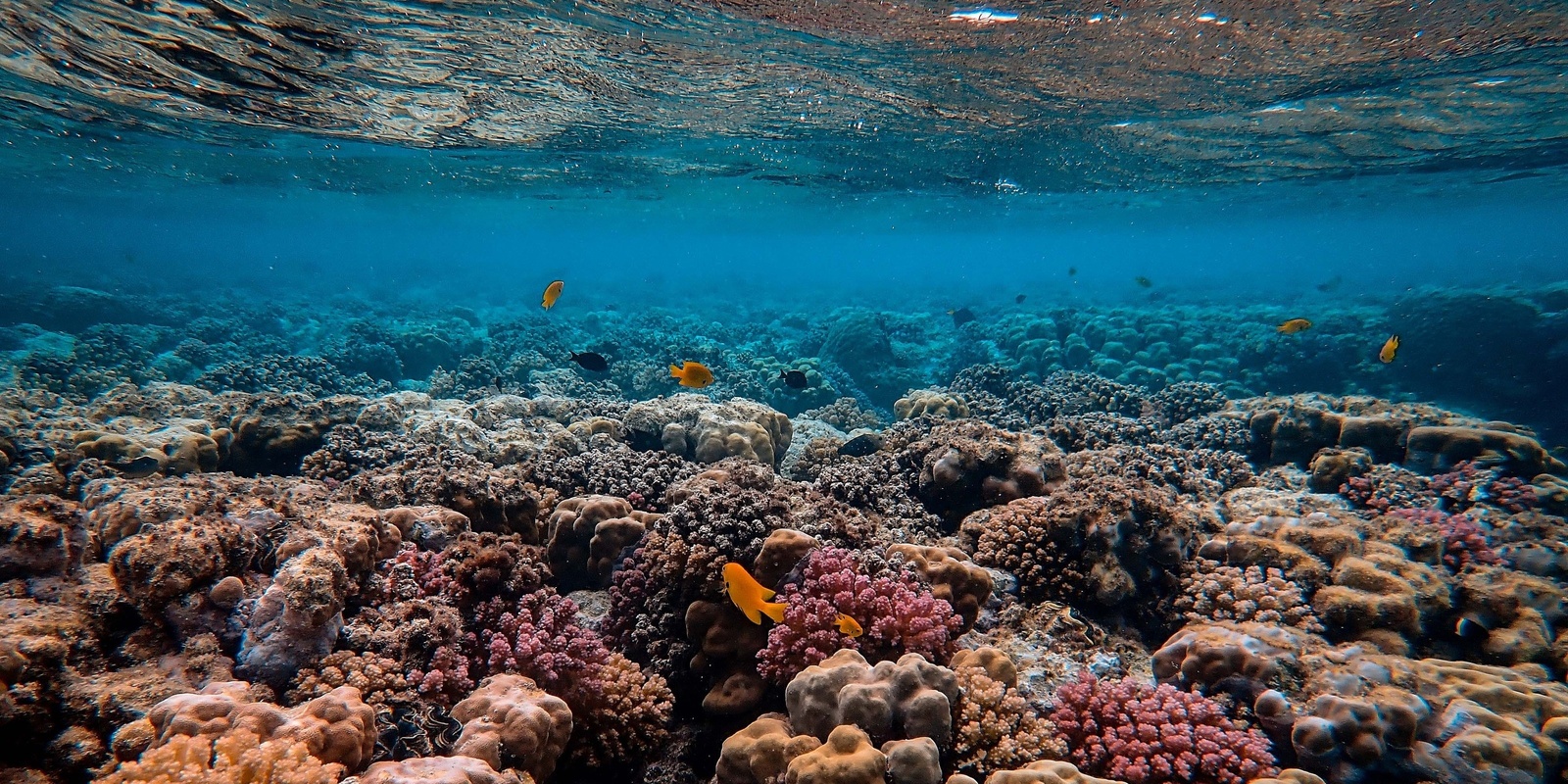 Banner image for Volvo Ocean Lovers Festival - Ocean Lovers Talks - CAN OUR REEFS SAVE THEMSELVES?