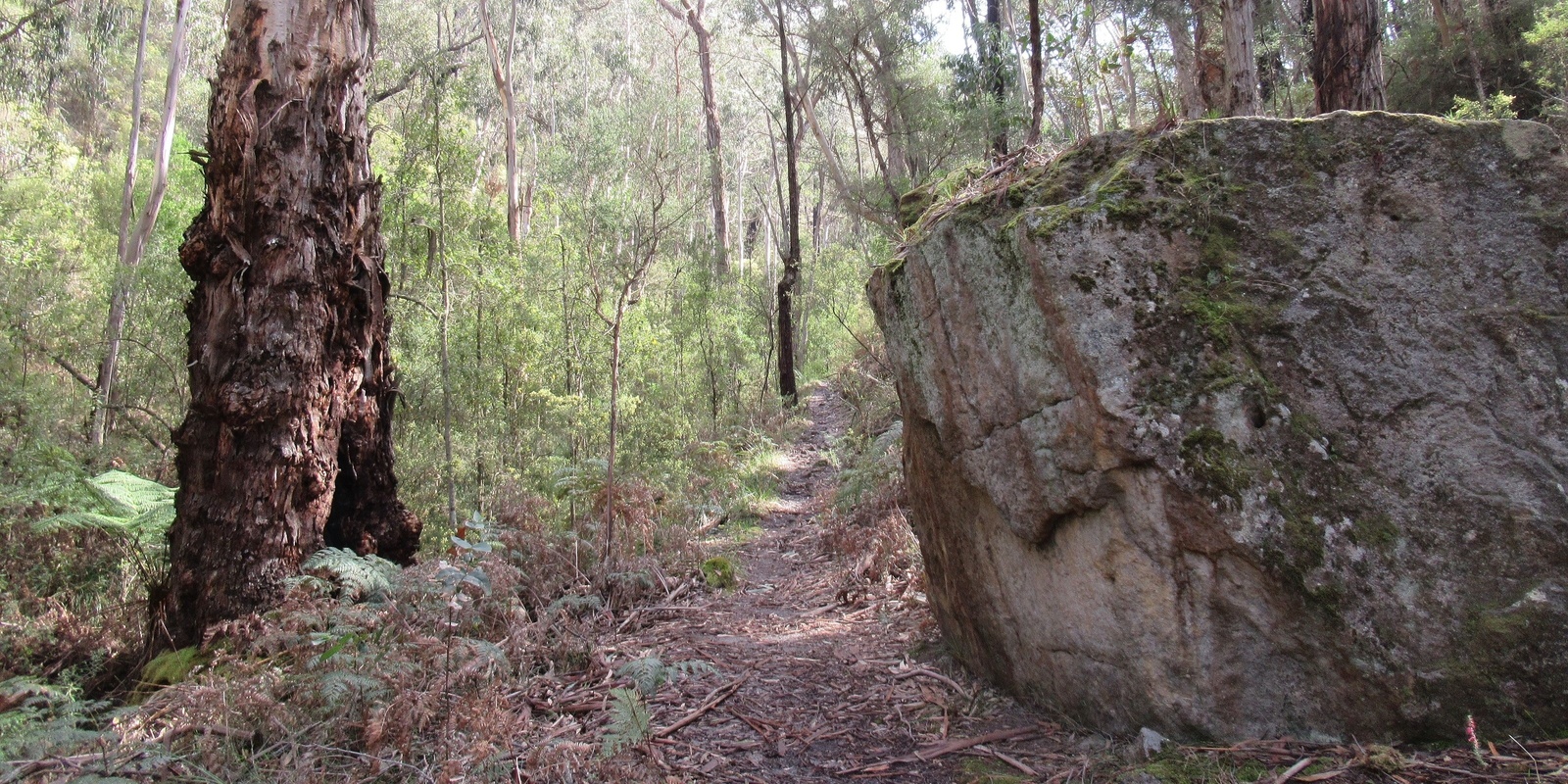 Banner image for Currawong Falls and Ironbark Gorge, Aireys Inlet - Grade 3/4 (easy/medium)