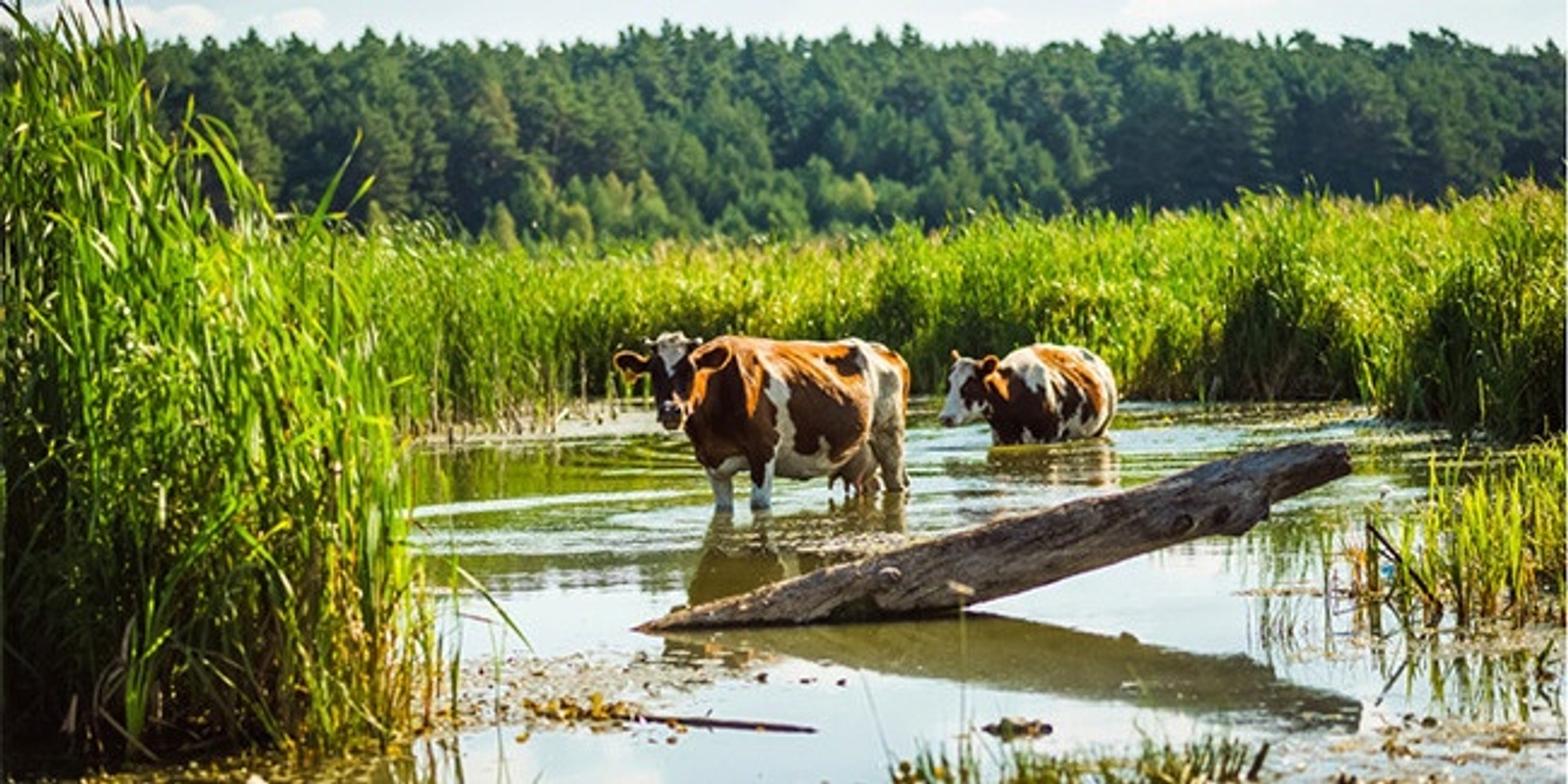 Banner image for Ian Beveridge Memorial Lecture - Leptospirosis: A global disease yet a local phenomenon.