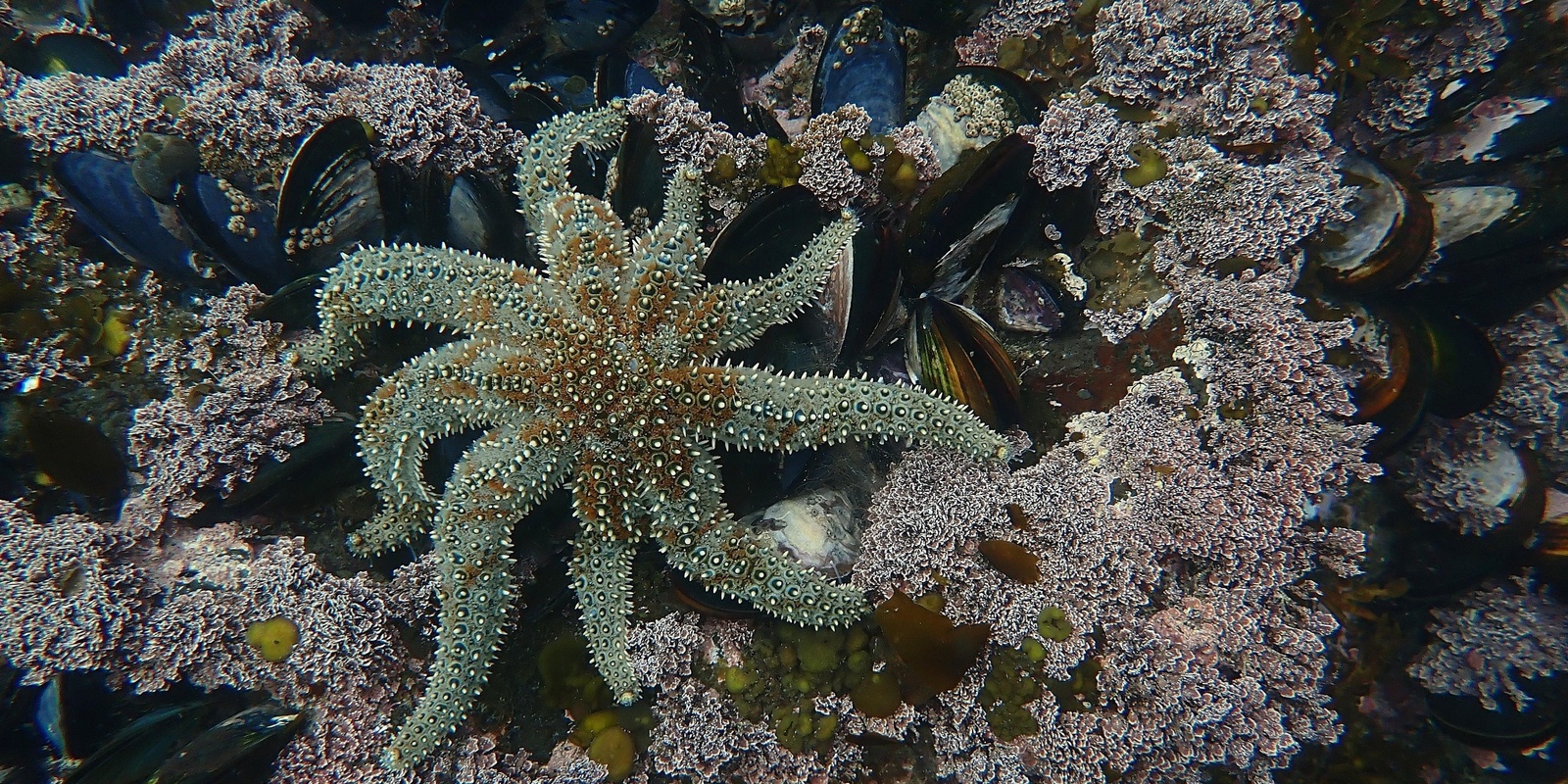 Banner image for Marine Invertebrate Worskhop with Dr Joyce Yager