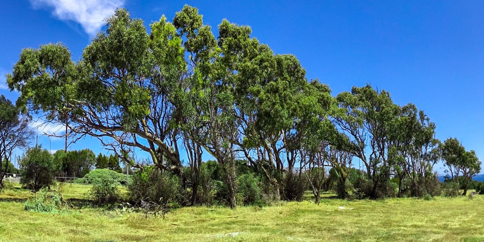 Banner image for Cove Point Development - Let's Keep the Trees and protect the Coastal Heath