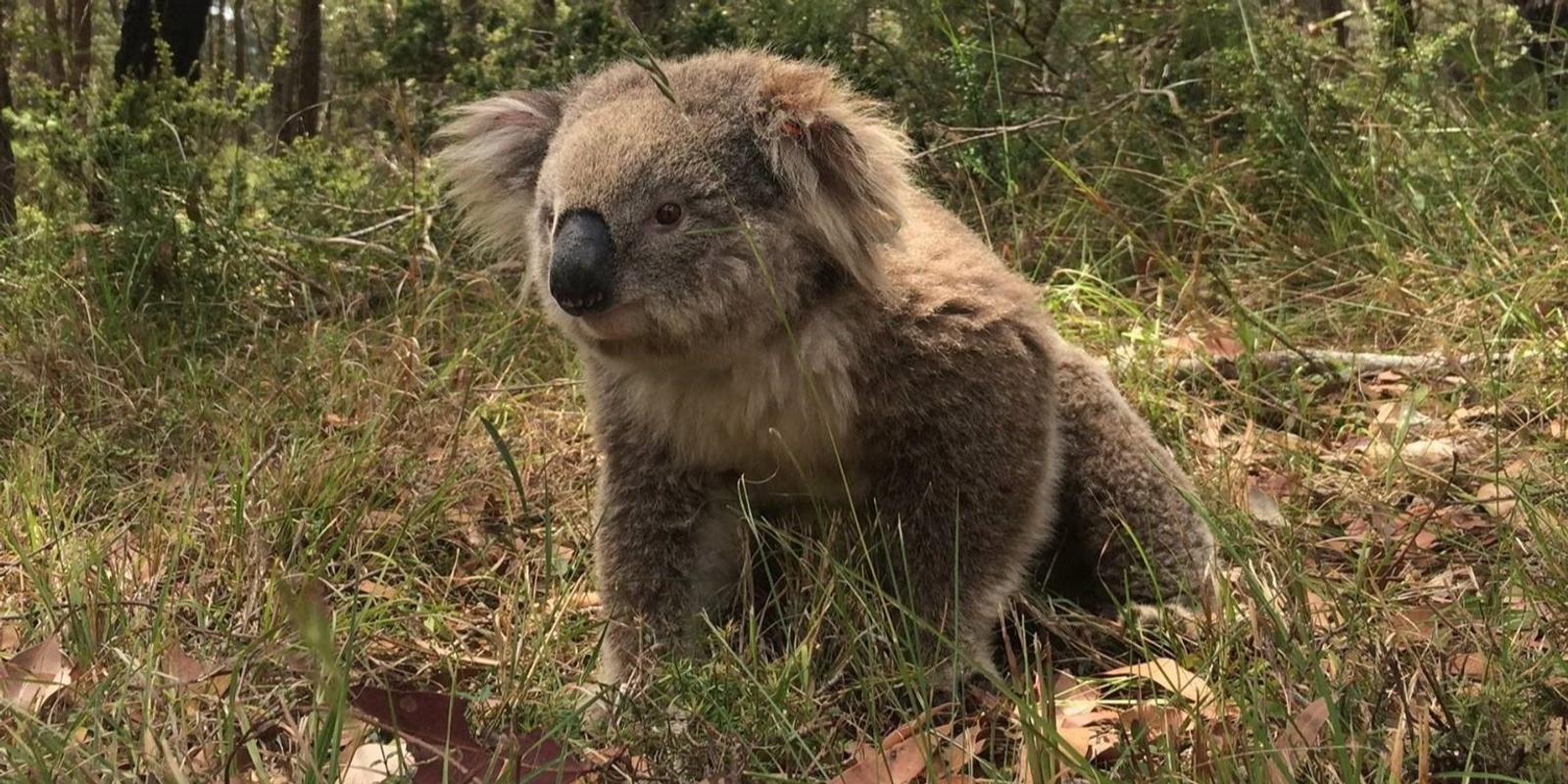 Banner image for Protecting Koalas