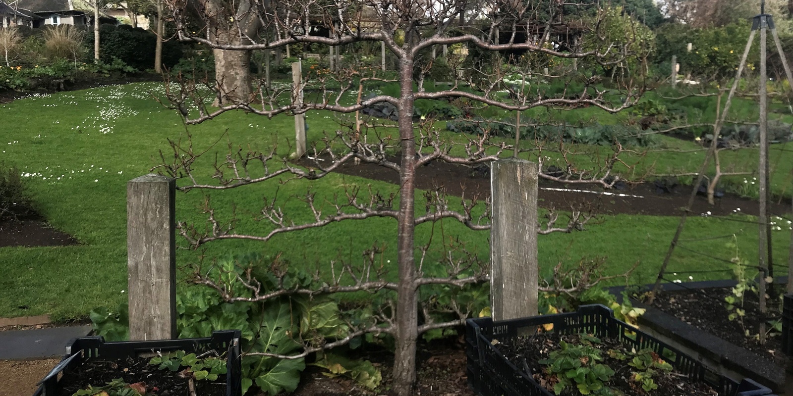 Pruning espalier fruit trees @ Laverton Community Garden 