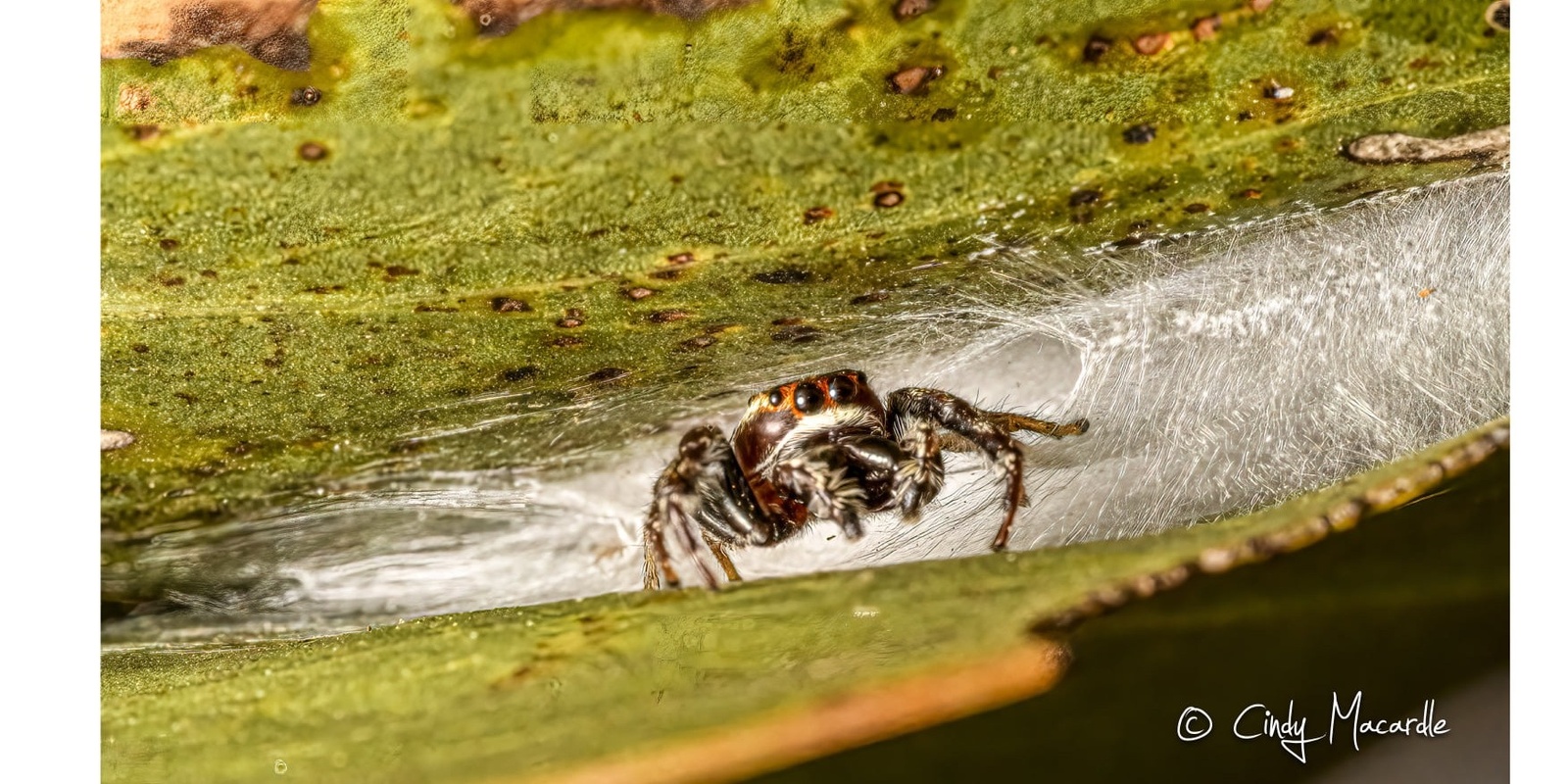 Banner image for Adventures in the Spiderverse – Friends of Sturt River Landcare