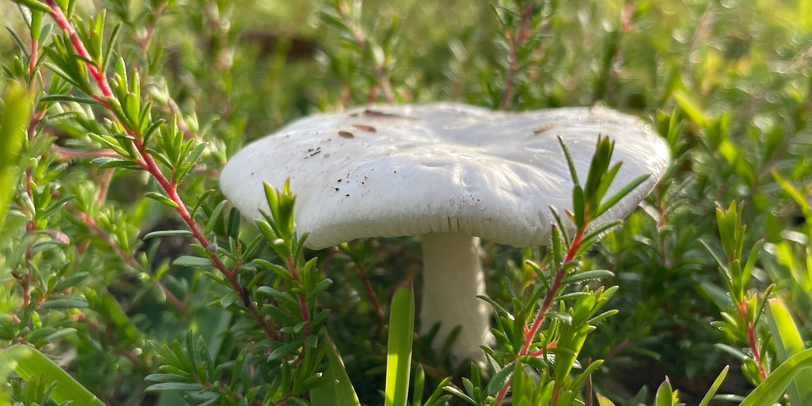 Banner image for Autumn Fungi Foray