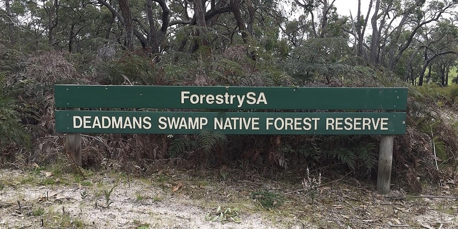Banner image for Dead Mans Swamp Walk June 2022