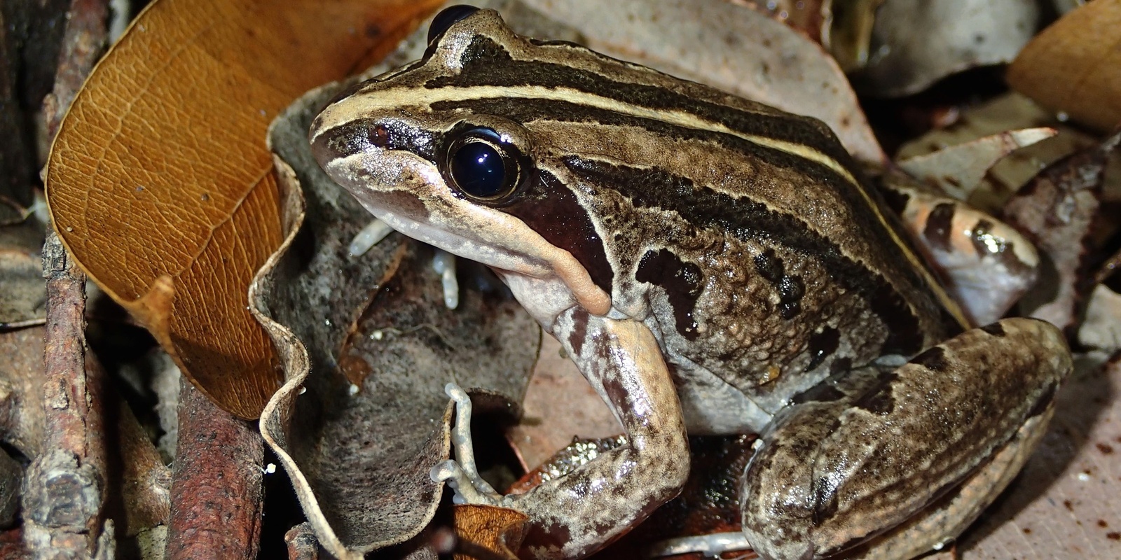 Banner image for Fantastic Frog ID Night Walk with Dr Jodi Rowley at Manly Dam