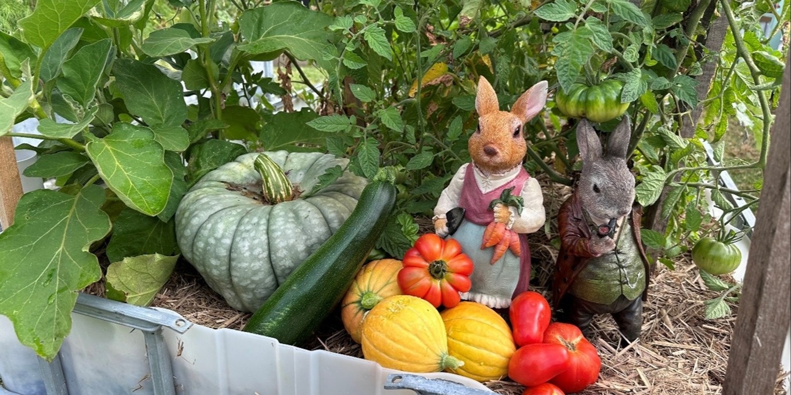 Banner image for Your Backyard Food Forest workshop- online session 