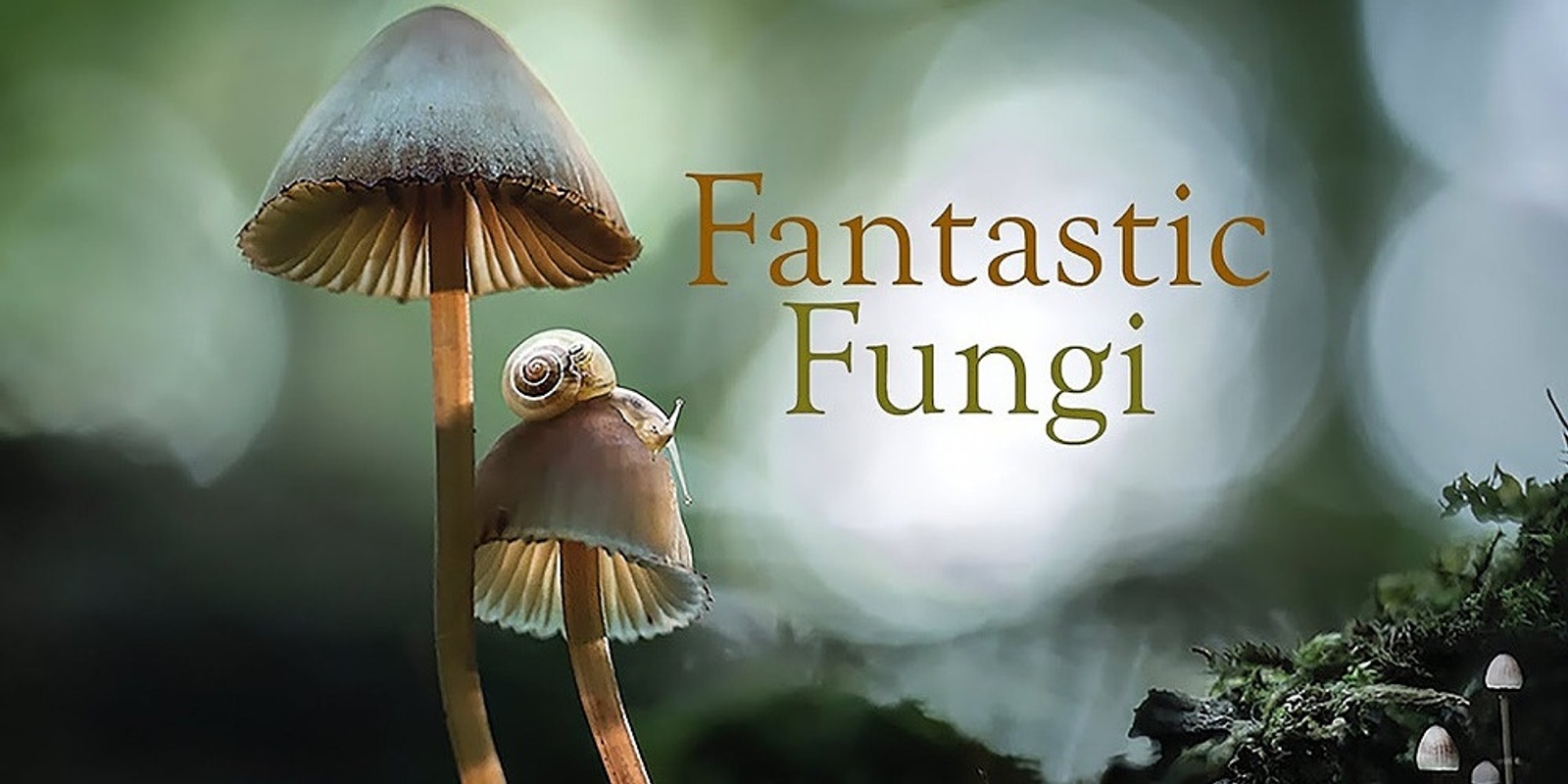 Banner image for Fantastic Fungi Premier TGA - 29th March CANCELLED