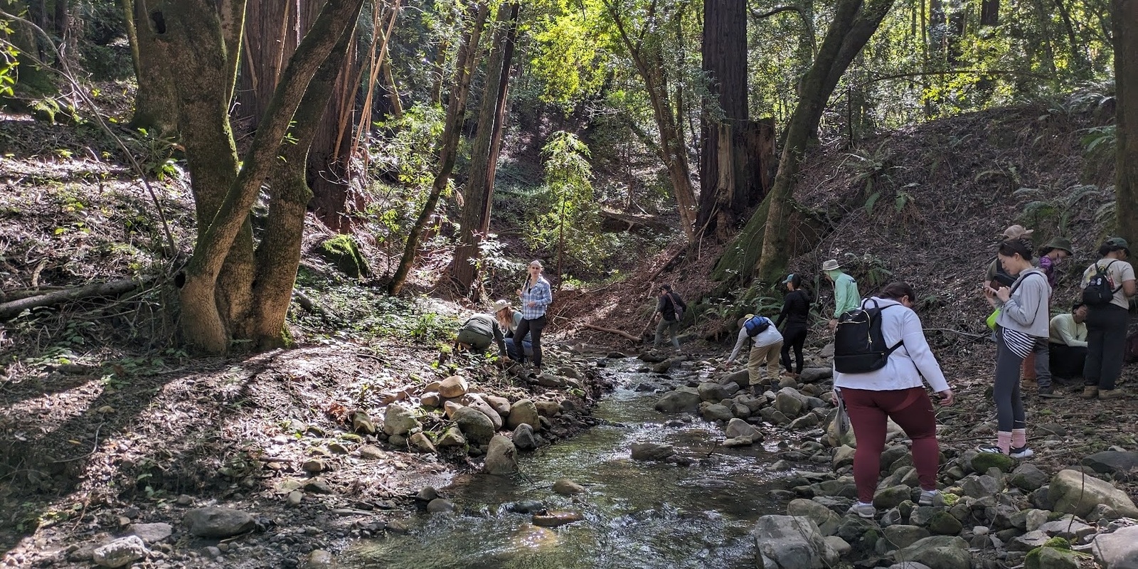 Banner image for OUT Backpacking - Portola Redwoods State Park