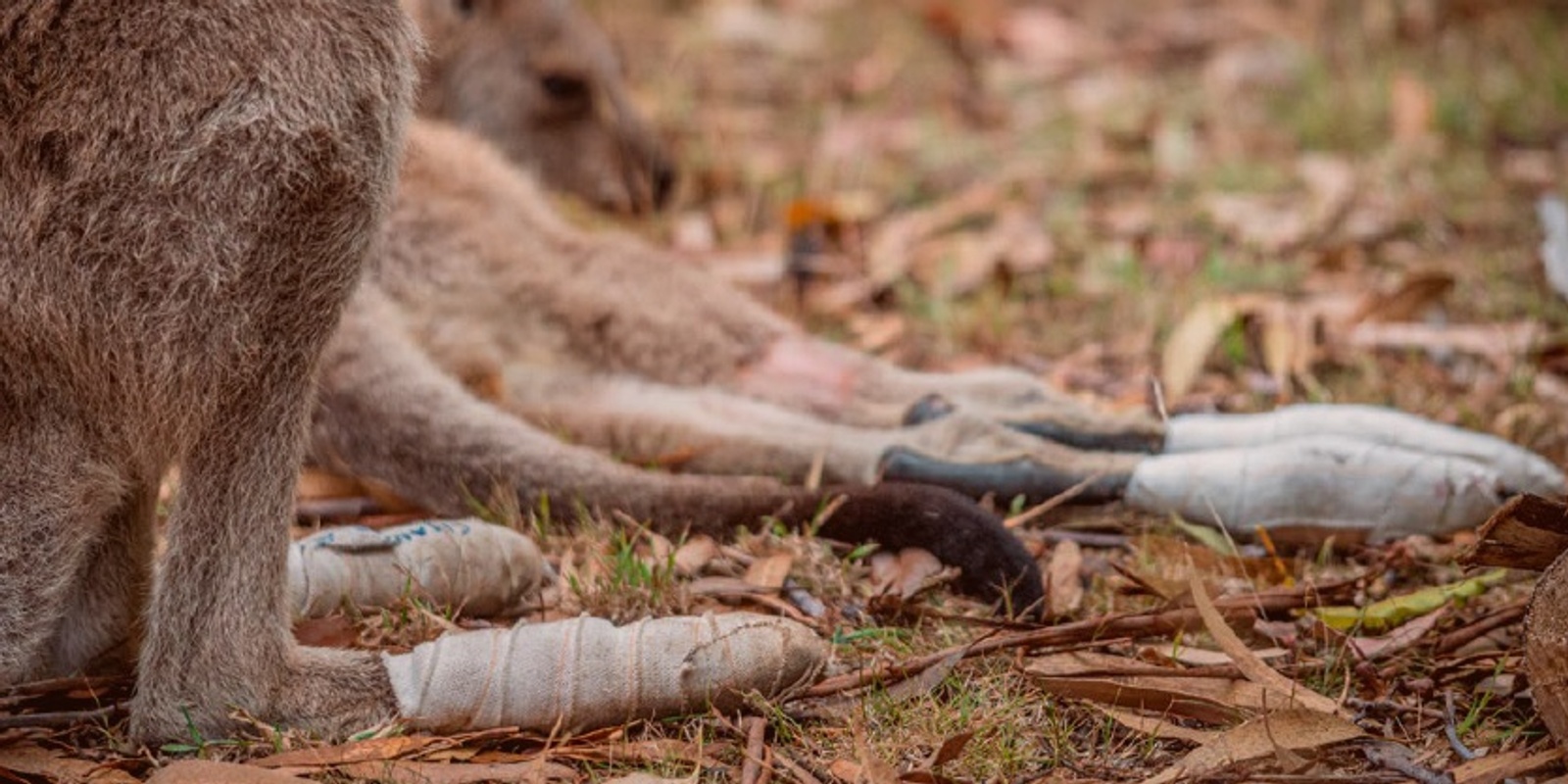 Banner image for “Developing systems and capacities to protect animals in catastrophic fires” Report Launch. 