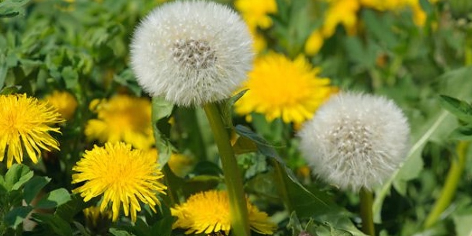 Banner image for The Biodynamic Preparations - school event 