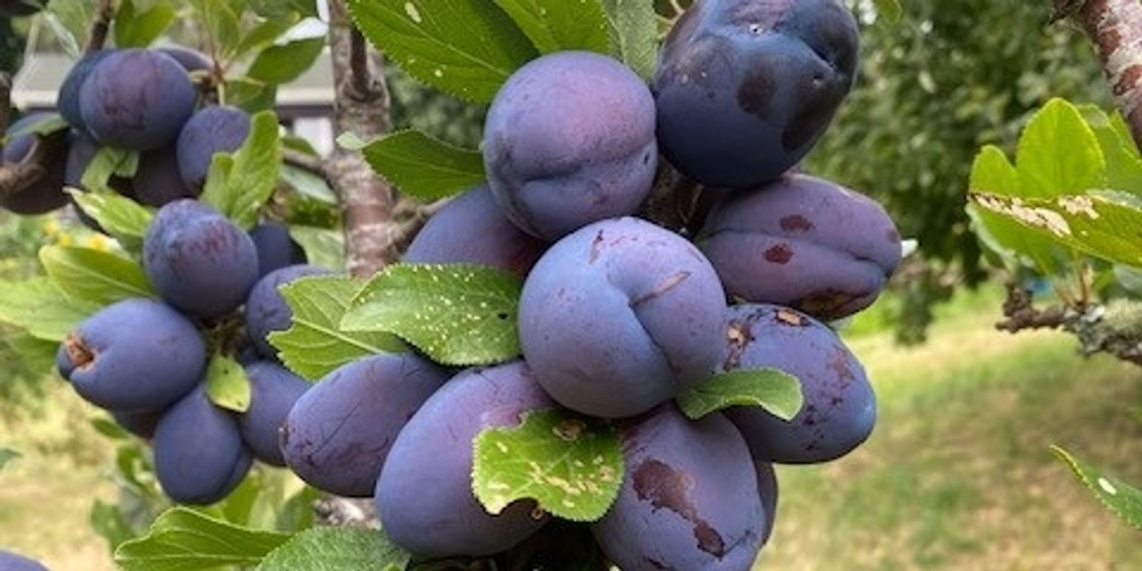 Banner image for Backyard Food Forests