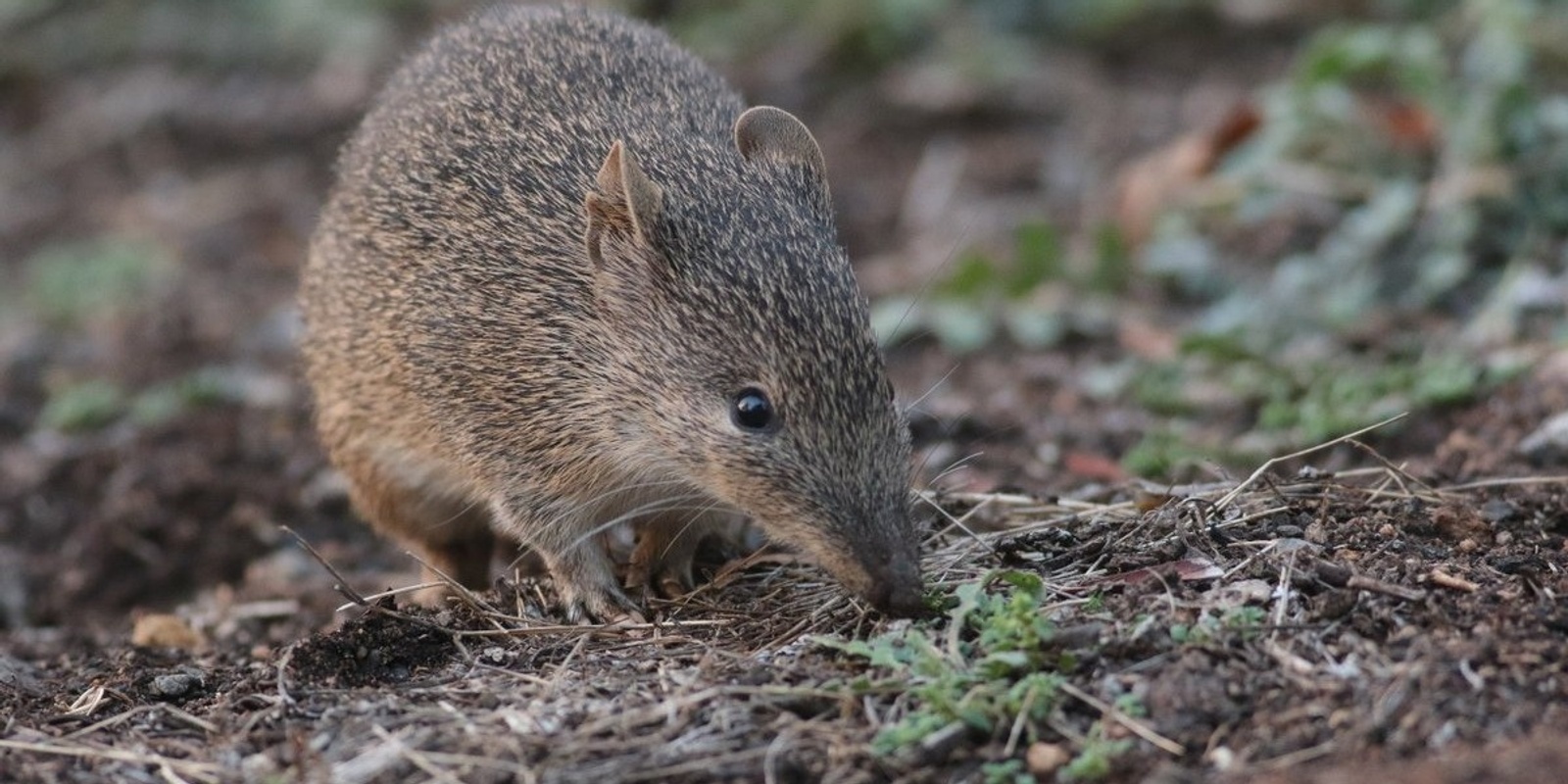 Banner image for Caring for bandicoots and their habitat