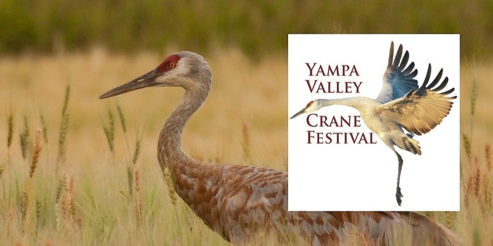 Banner image for 13th annual Yampa Valley Crane Festival