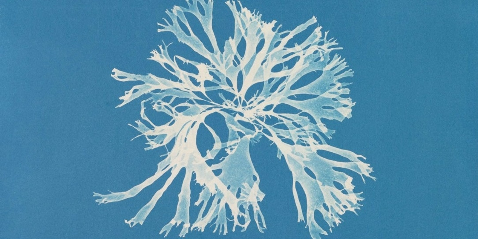 Banner image for Shadow Images: Experimental Printmaking With Cyanotype