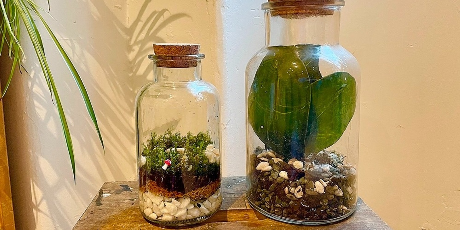 Banner image for Closed Moss Terrariums with Sara