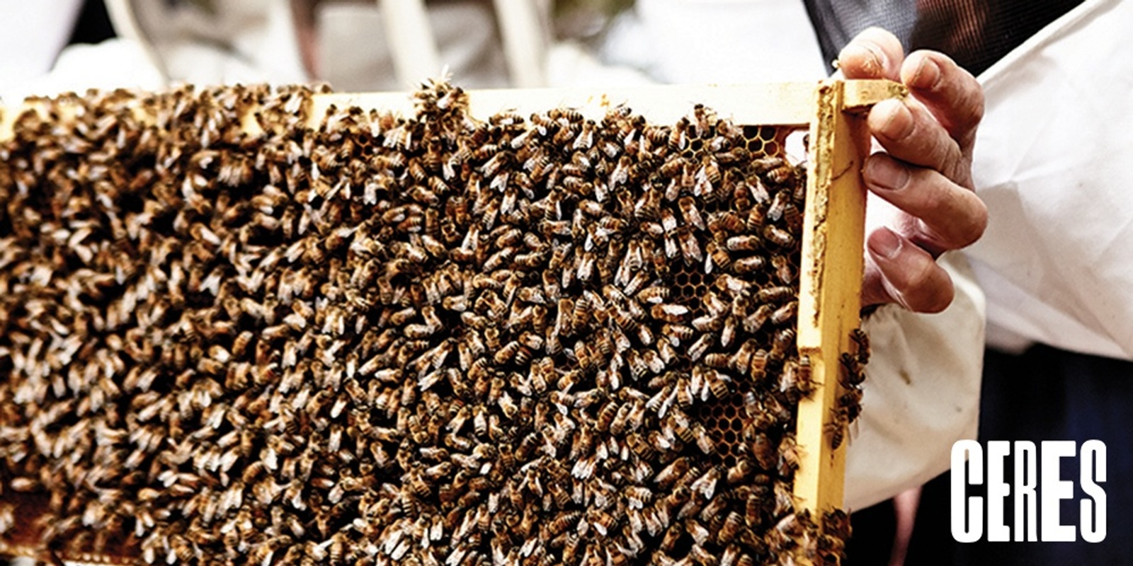 Banner image for Backyard Beekeeping Basics Workshop (2 hours)
