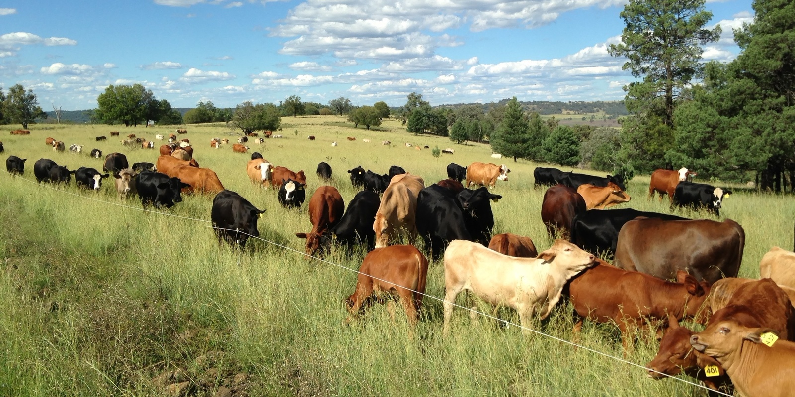 Banner image for Manage Grazing to Restore Soil Health, Ecosystem Function and Climate Resilience with Dr Judi Earl