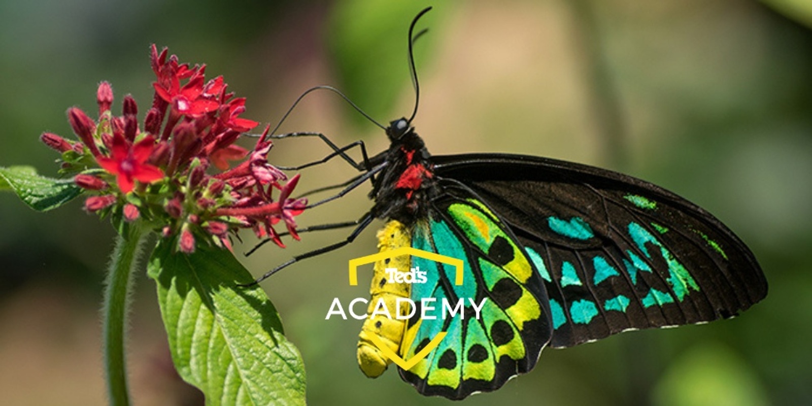 Banner image for Butterfly House Photography Workshop | Maroochydore | Beginner-Intermediate (127481)