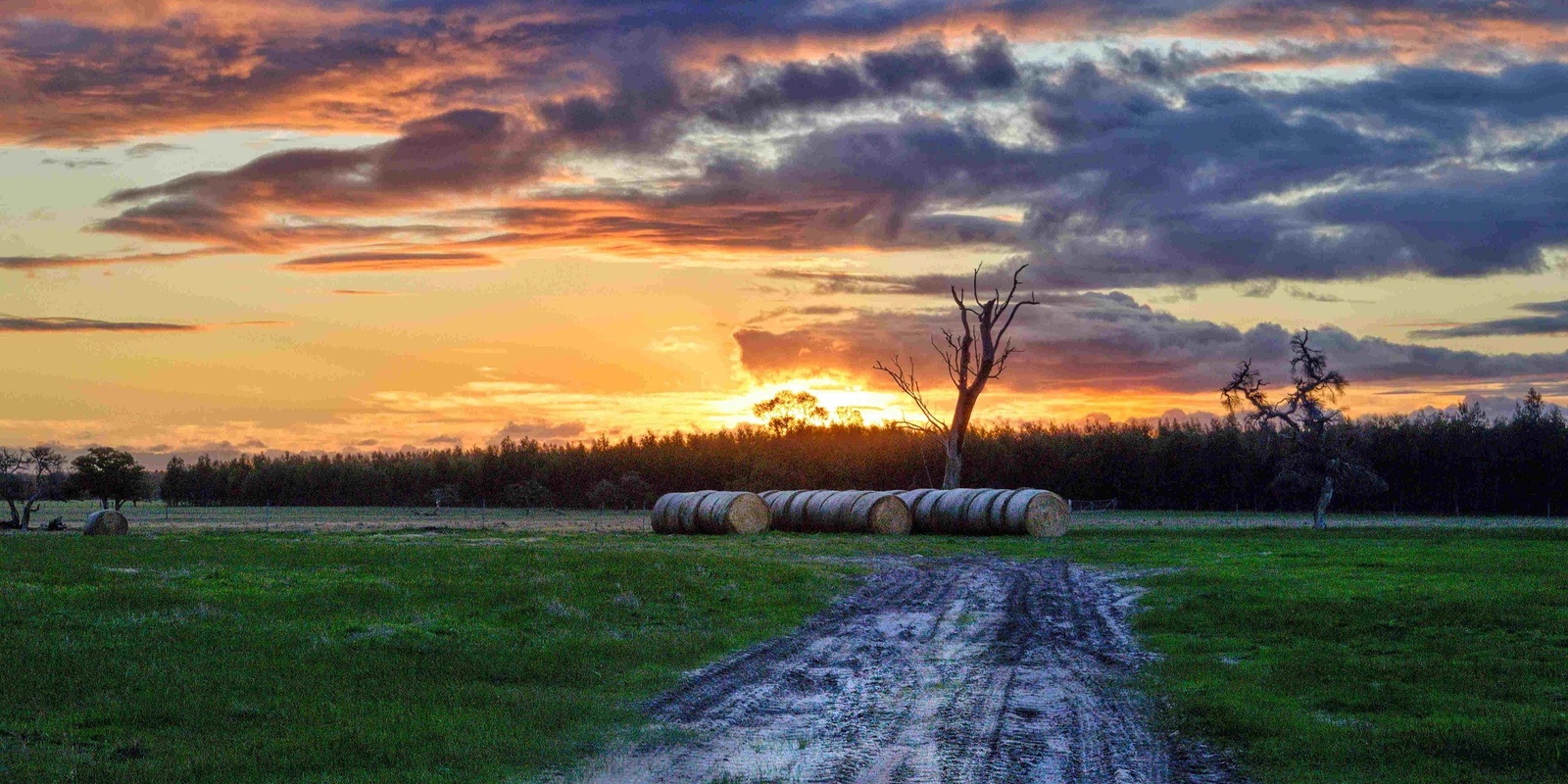 Banner image for Agribusiness Precinct and Boyanup Saleyards - Workshop