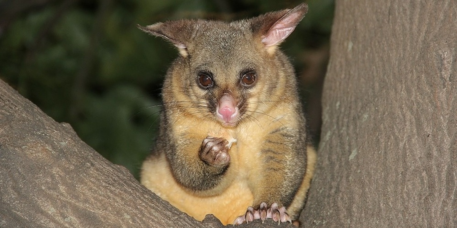 Banner image for Protect & Promote Backyard Wildlife by Daniel Reid and Roots & Shoots Australia - Toowoomba