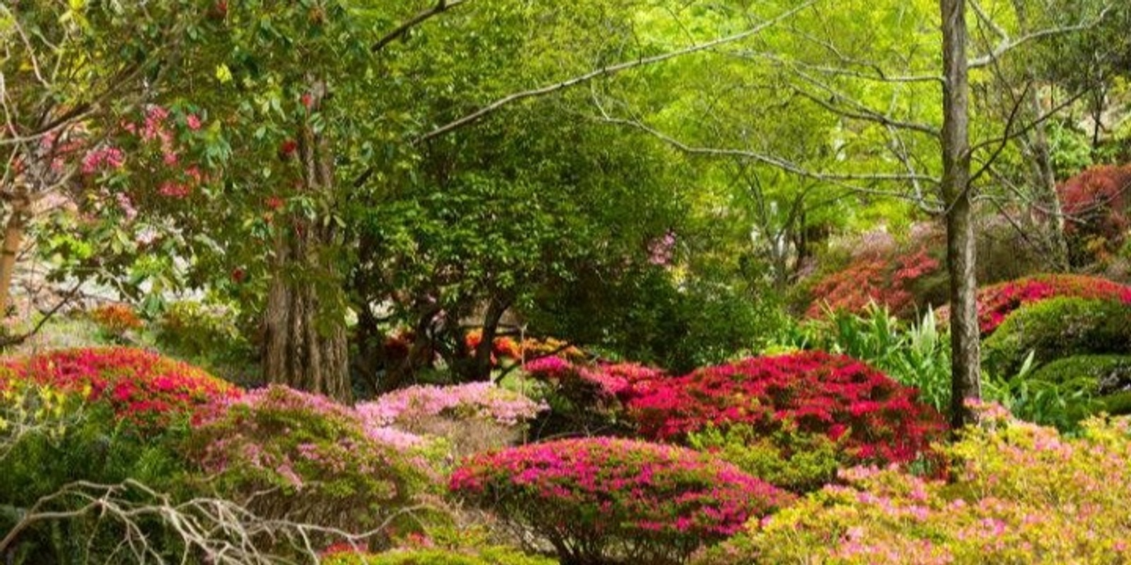 Banner image for Mount Lofty Botanic Garden Guided Walk