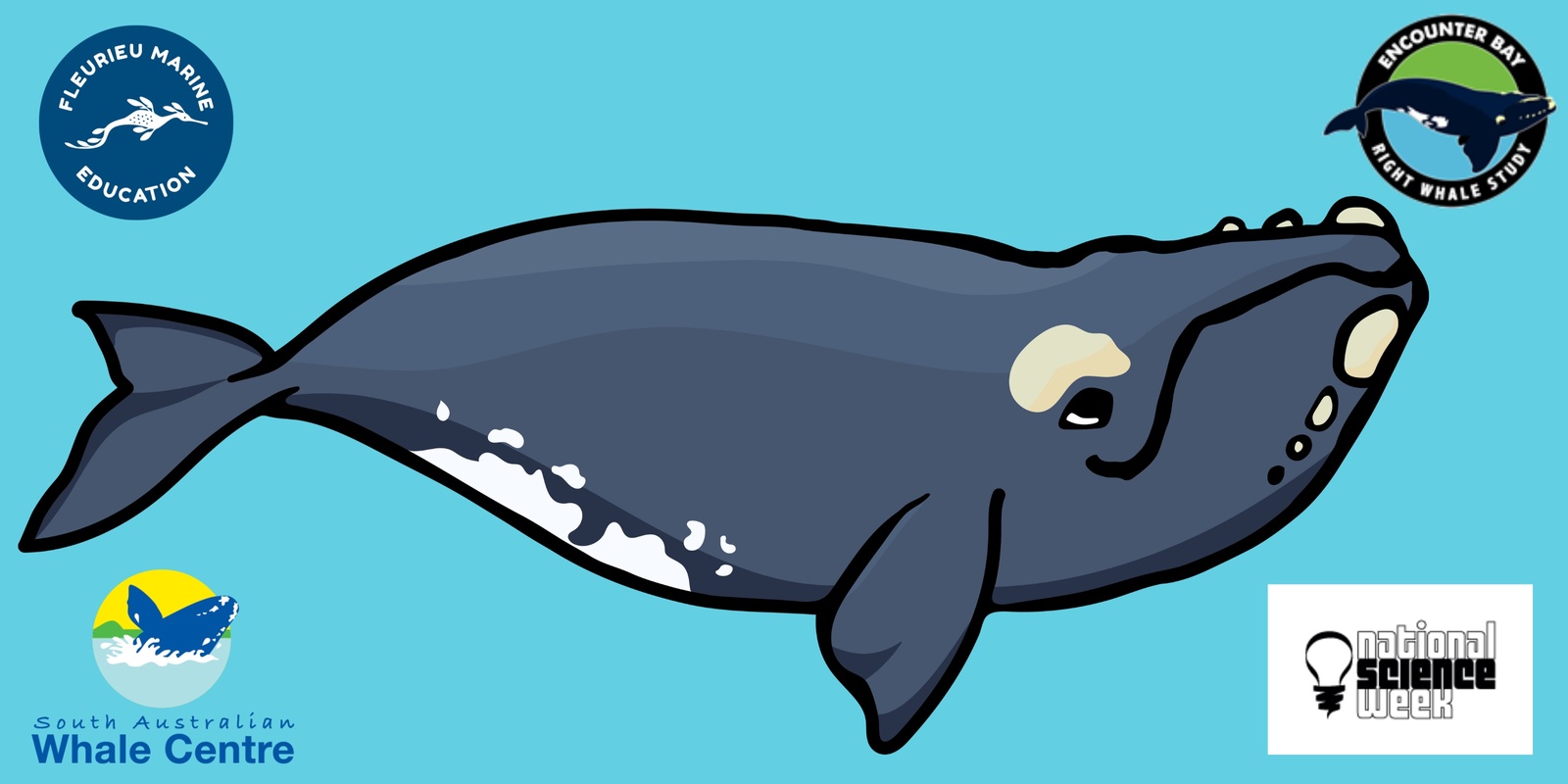 Banner image for Junior Whale Scientist