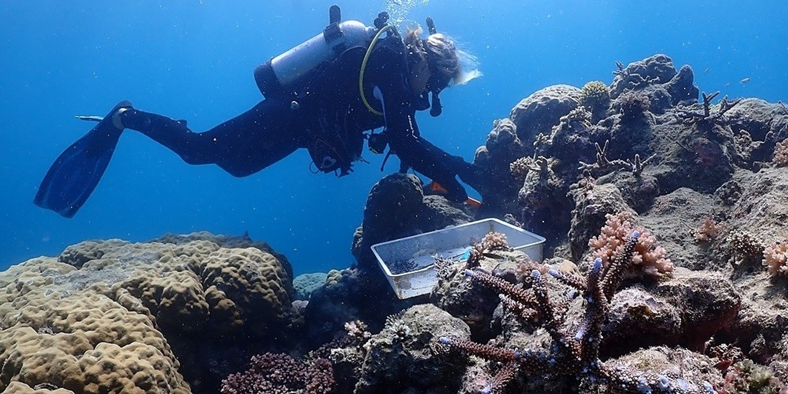 Banner image for Coral Nurture Program: Building resilience of Australian Coral Reefs