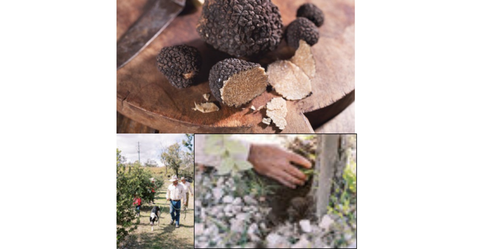 Banner image for ACF Queensland South Truffle Hunt & Tasting